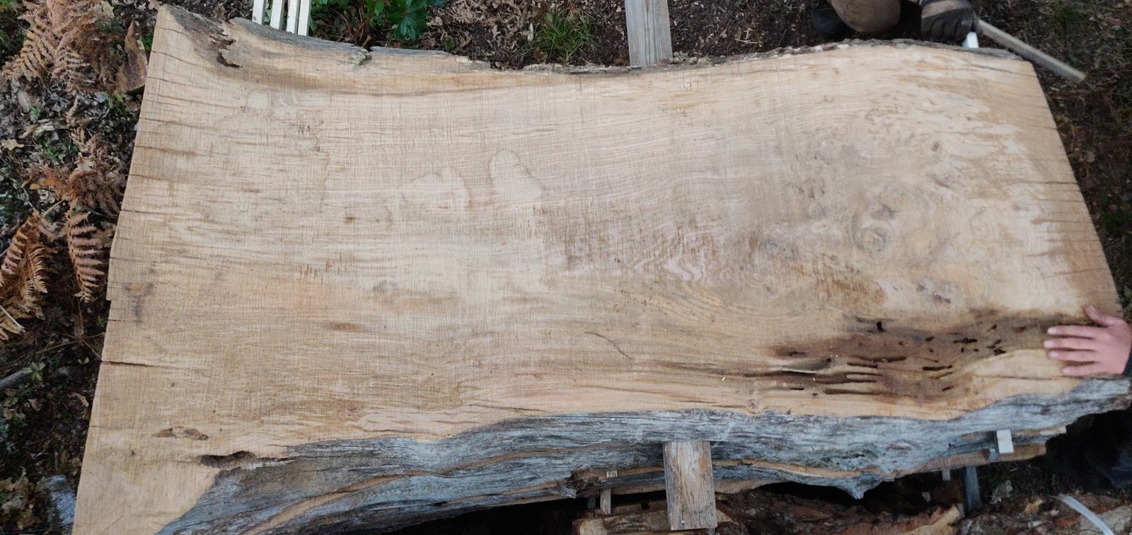 Plateaux chene massif